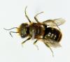 Osmia caerulescens